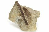Ossified Dinosaur Tendon In Sandstone - Wyoming #227489-1